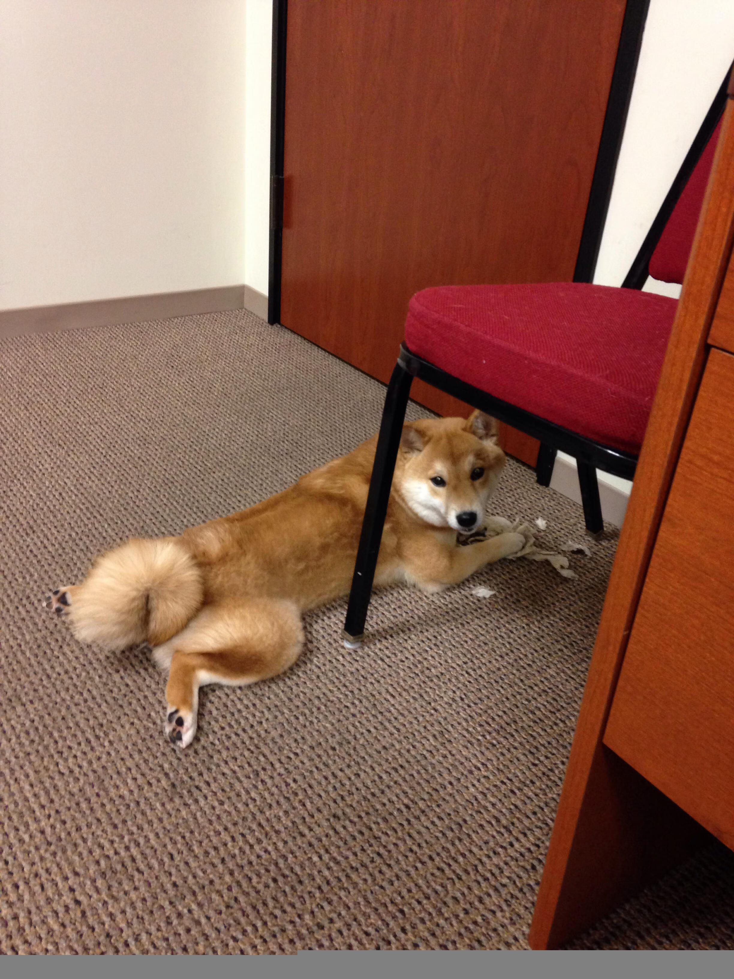 NBA年度最佳新秀评选激烈,潜力股引人关注,nba最佳新秀排行