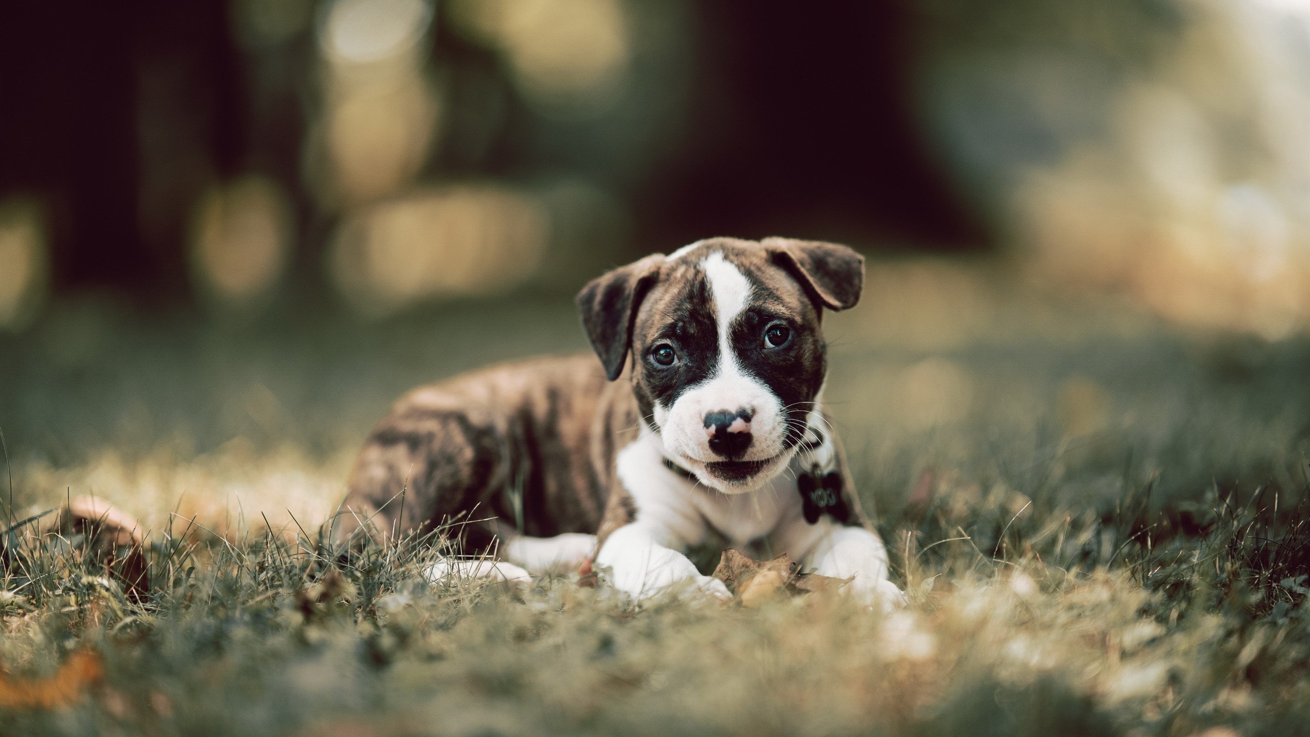 kaiyun官方网站-“英超抢分战打响，胜者瞬间榜单升迁”，“英超”