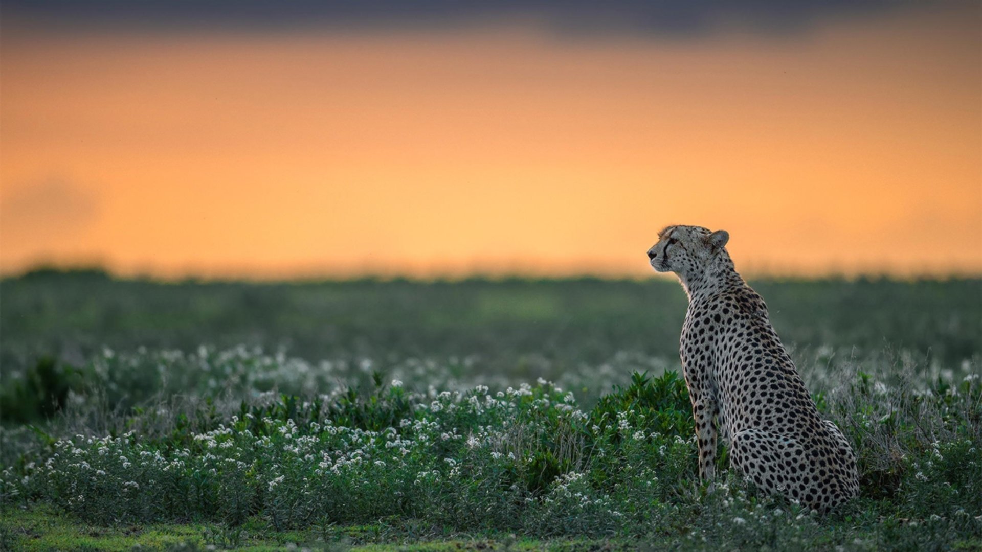 《马尼拉公报》记者雷伊报道杭州亚运会开幕式，称其为“视觉杰作”，并赞扬亚运村的设施和志愿者服务。