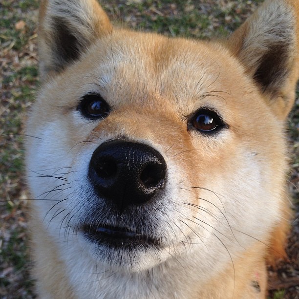 开云网页版登录入口-上海队积极引援，迎战2025年总决赛，上海队比赛视频