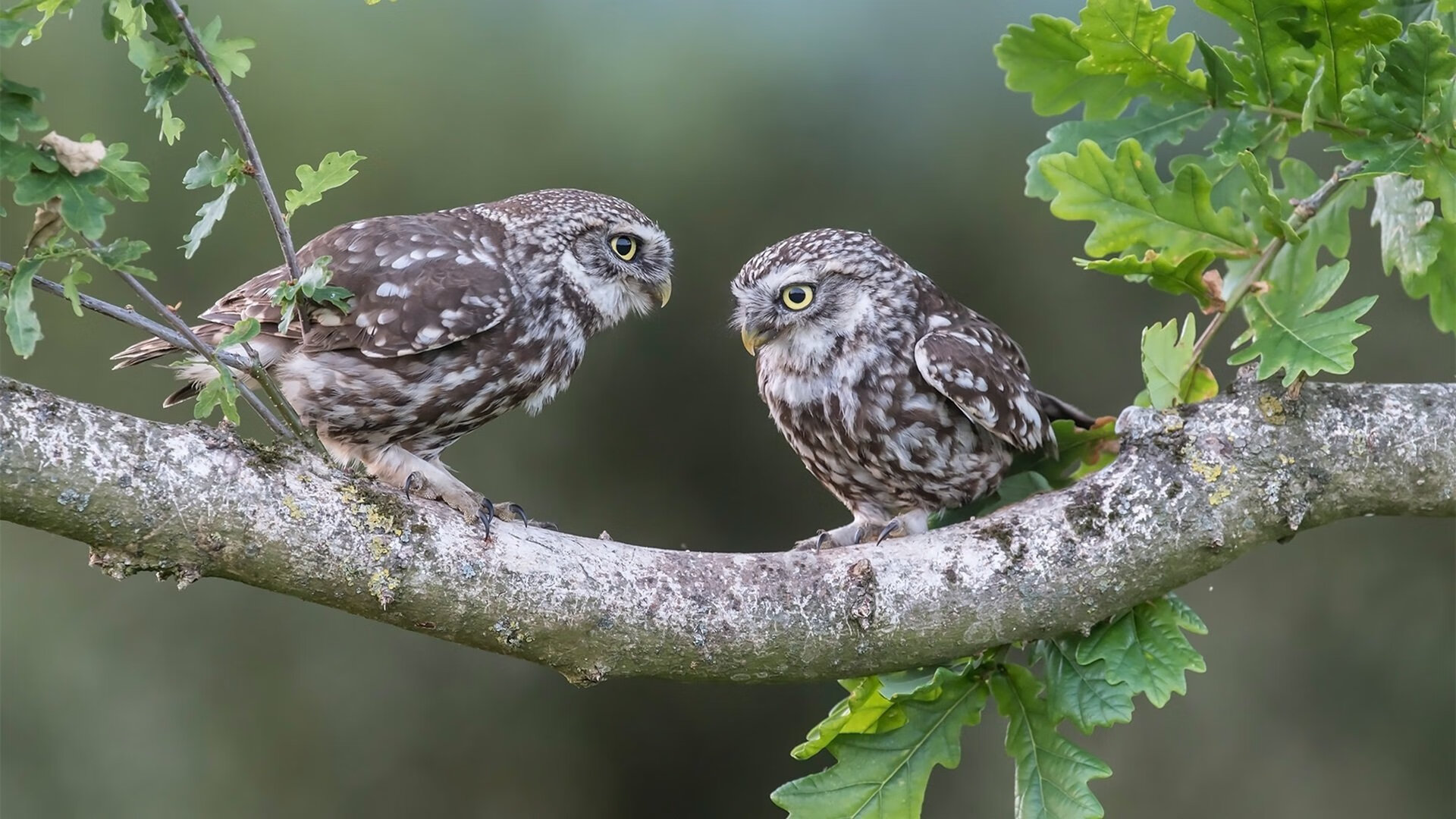乡村篮球推广活动不断扩大,助力农村振兴战略实施,乡村篮球比赛