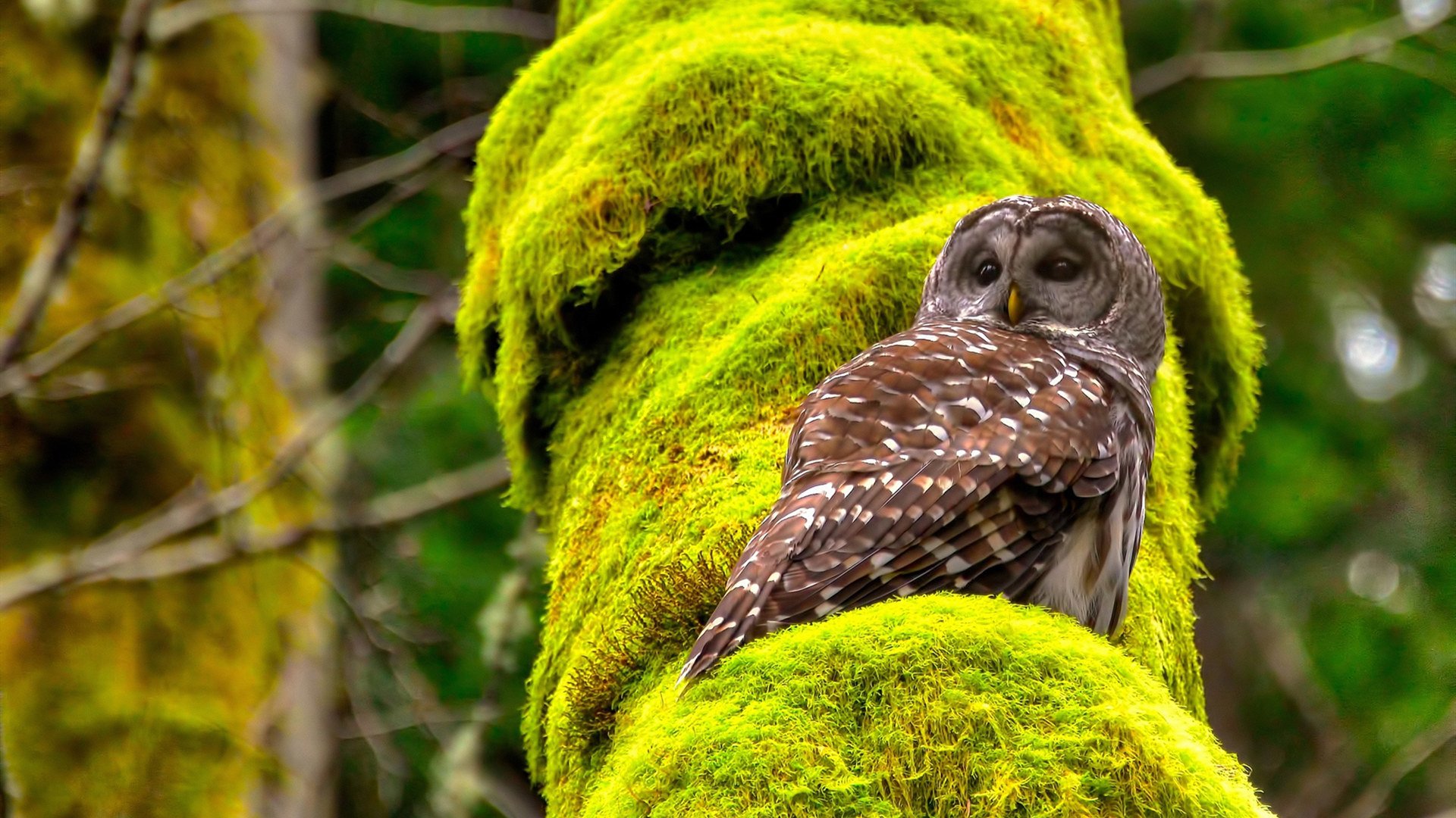 关键战役:季后赛中的最激烈角逐,关键之战