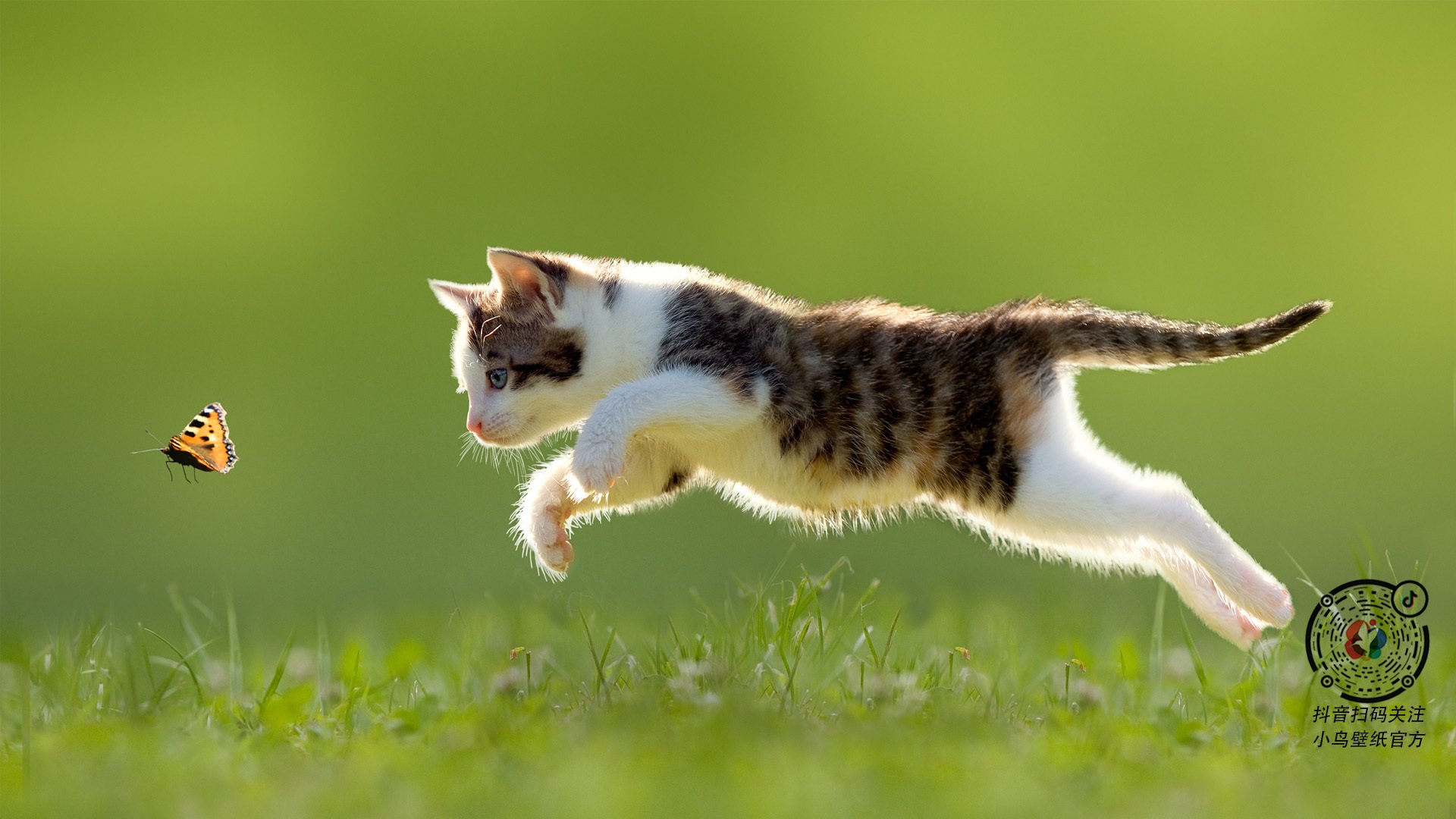 国际象棋直播火出圈,女主播对弈击败三位大师,国际象棋 视频