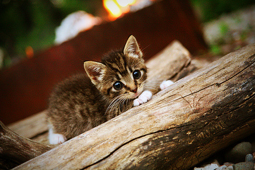 开云官网-大型平衡车竞技公开赛，青春风尚的运动代表，专业平衡车比赛