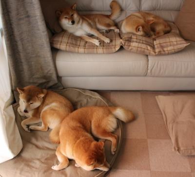 kaiyun开云·官方网站-山林穿越极限跑，感受大自然的狂野魅力，山林越野车视频大全视频爬山