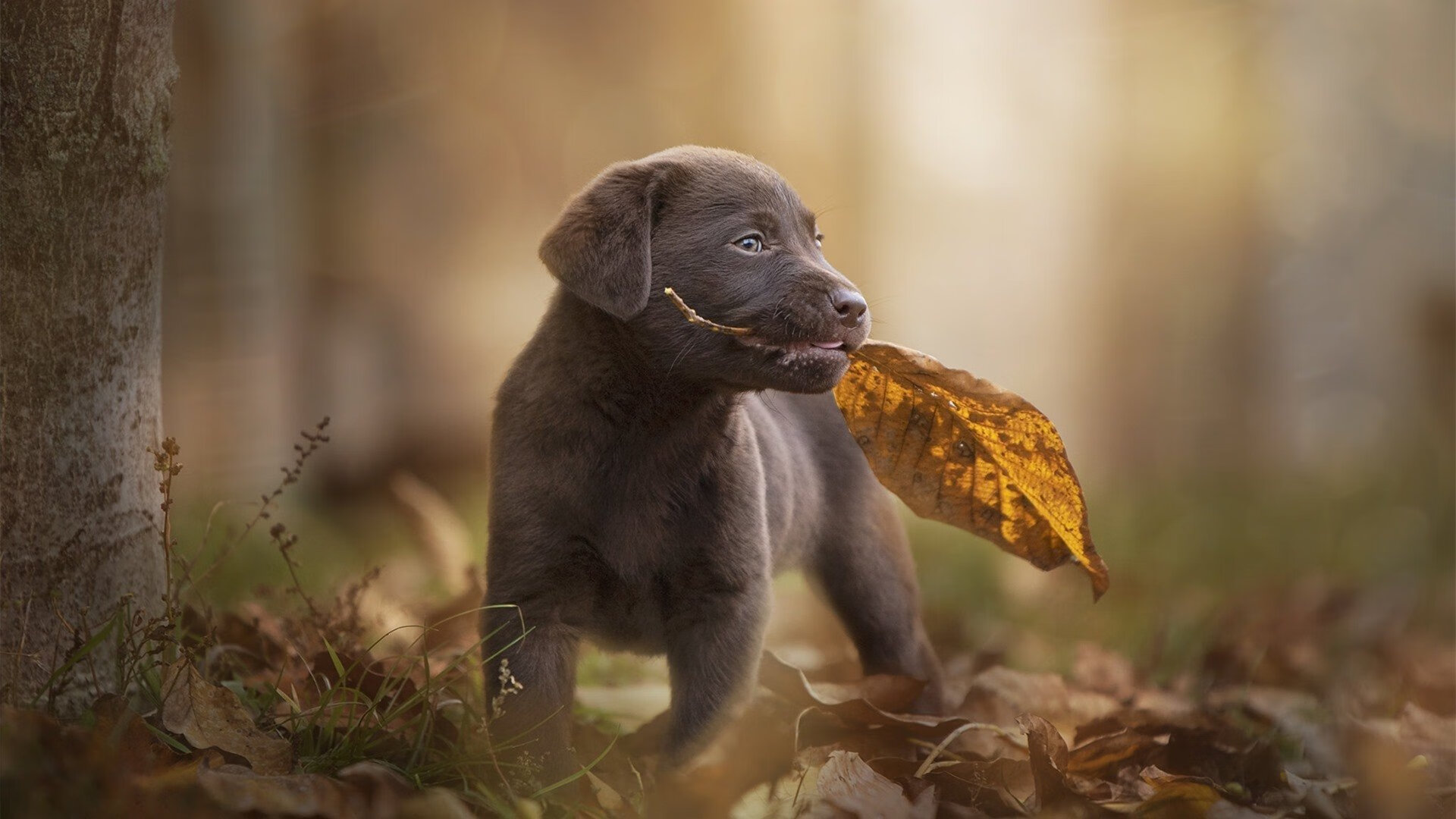 电竞产业与文化产业的结合:电竞小说与动漫改编,电竞系列文