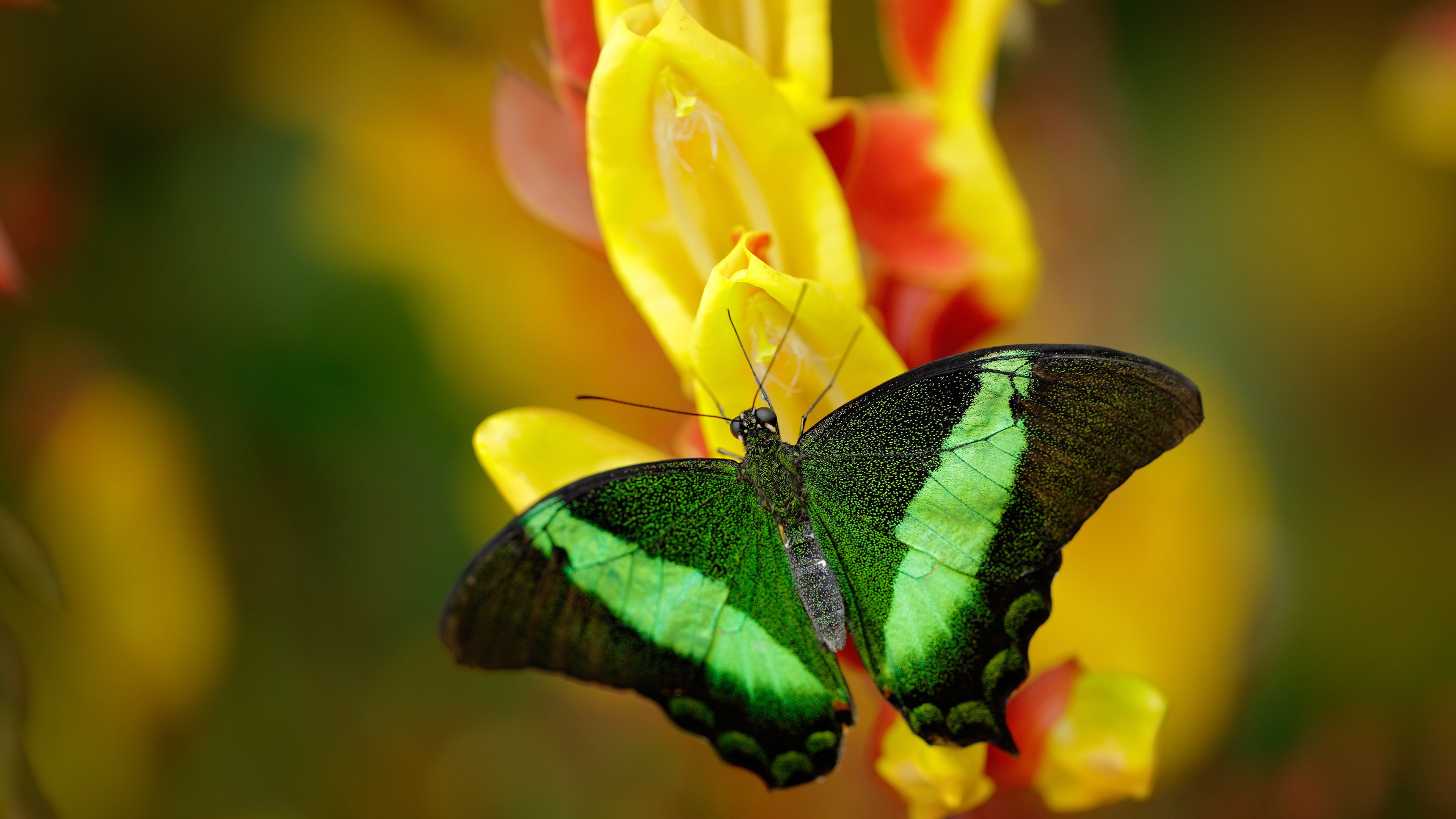 开云中国大陆-绿色环保行动：NBA迈向可持续发展的未来，绿色环保行为