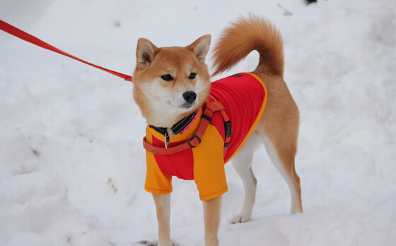 Kaiyun(中国)开云-进攻盛宴：联盟顶级得分手的得分秘籍，联盟进攻效率排名