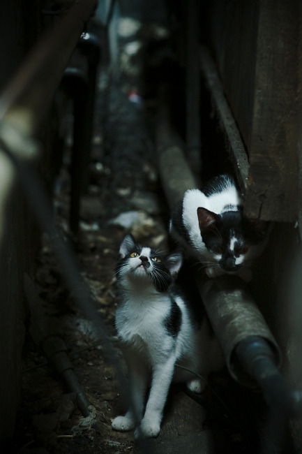 LCS教练战术博弈升级,legacy教练技术