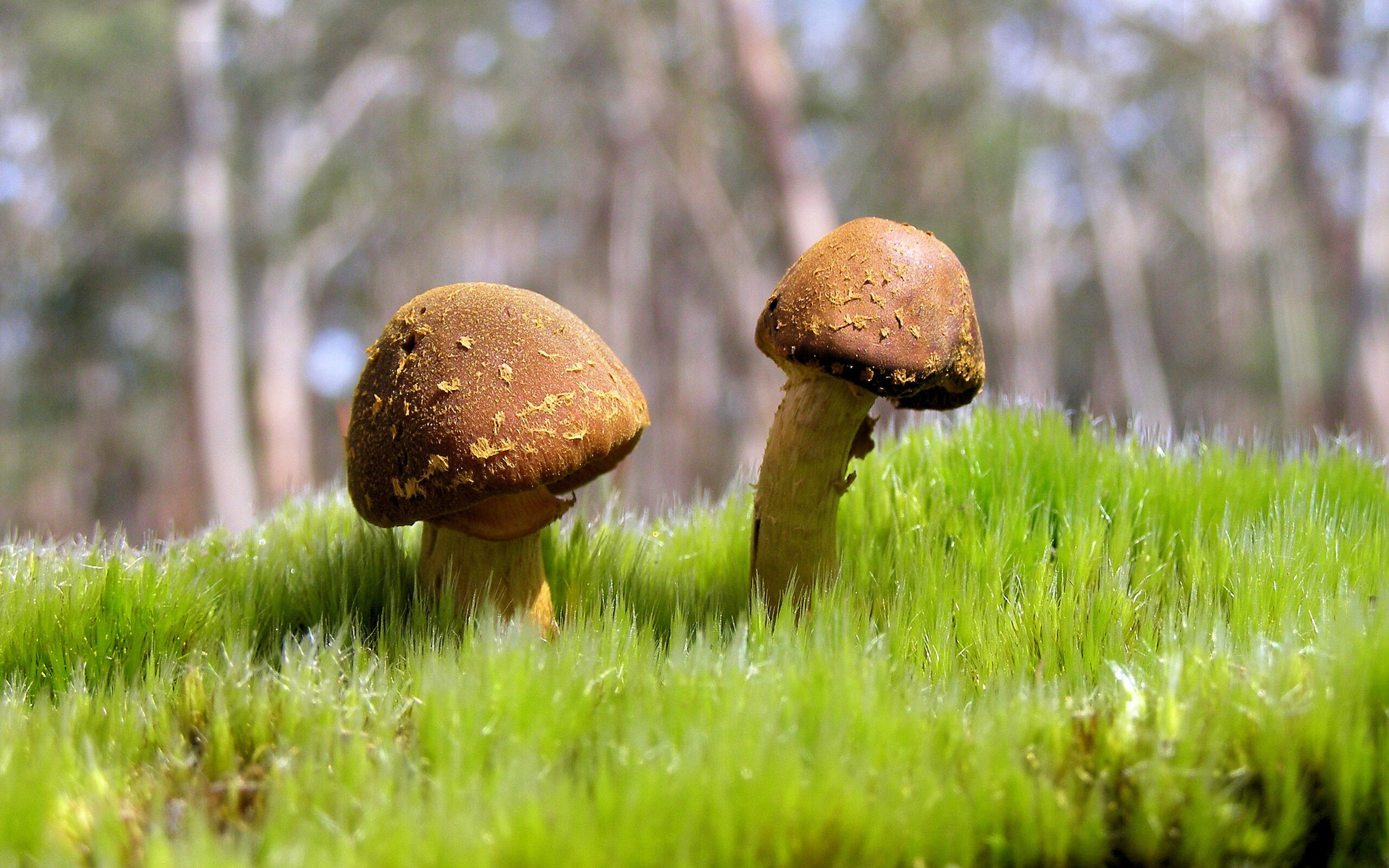 阿塞拜疆队后发先至,白俄罗斯队无法招架,阿塞拜疆俄罗斯出手了