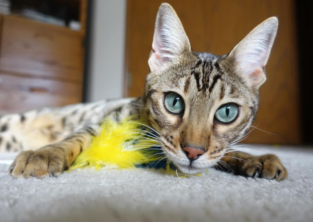 青少年体能提升计划实施效果评估研究,青少年体能提升计划实施效果评估研究报告