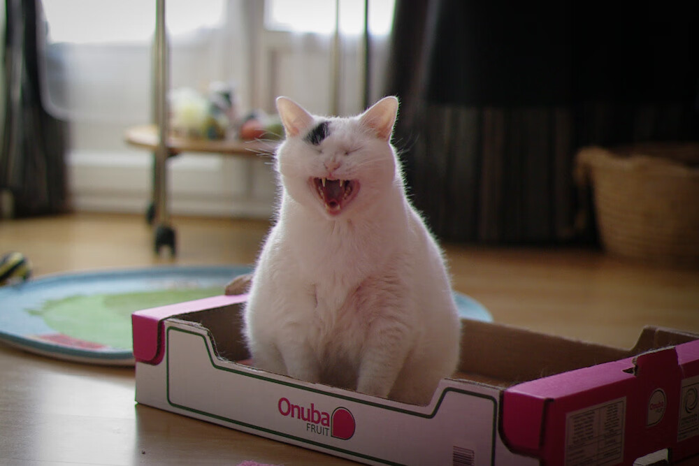 中国香港队的未来:如何通过全面分析与策略调整提升赛场表现,香港队比赛