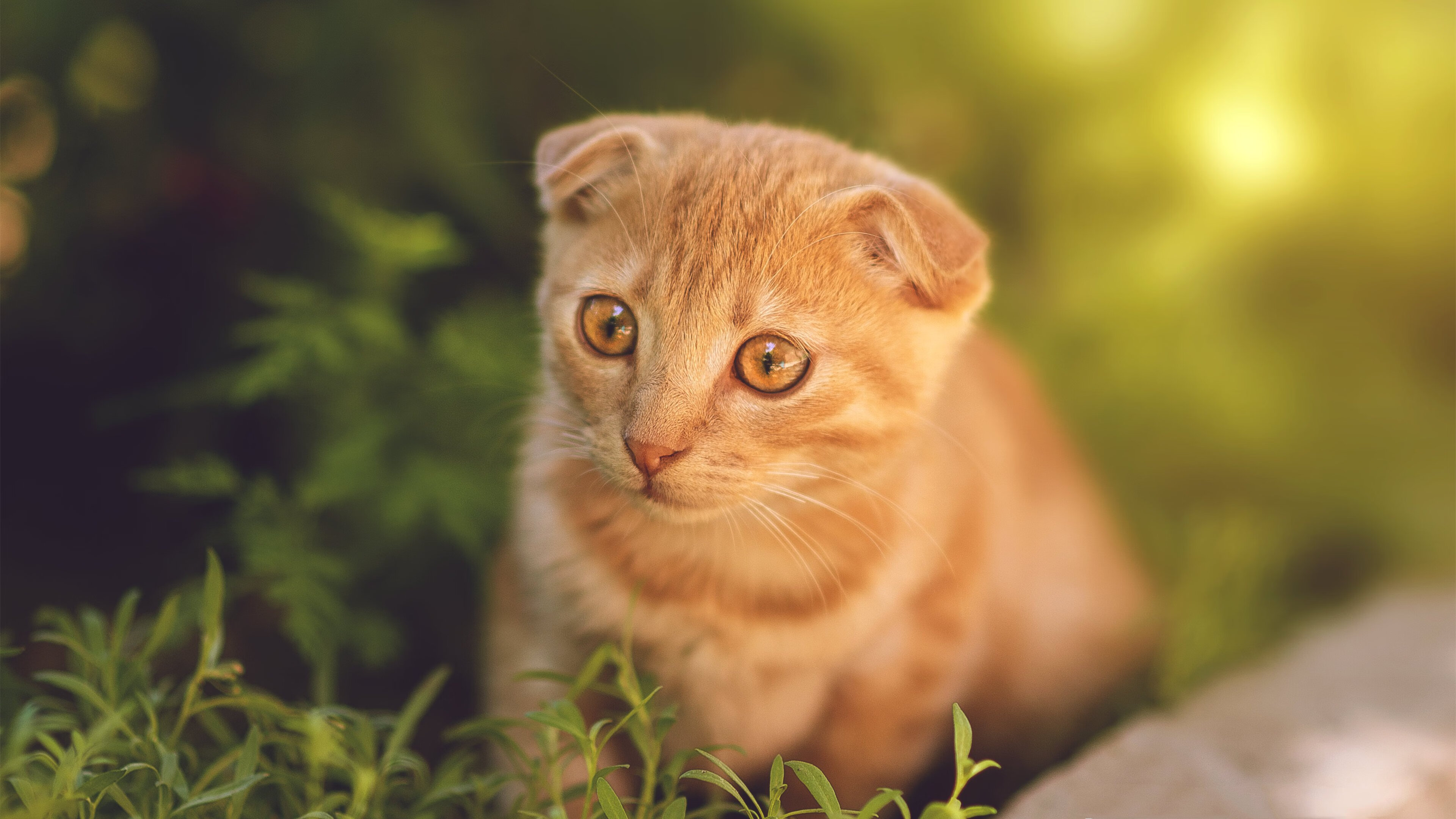 开云入口-公牛内线球员训练中展示极佳爆发力，公牛的球员