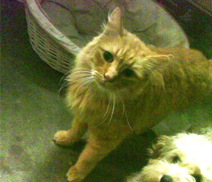 开云官网-泰国男篮在亚洲锦标赛中奋勇拼搏，期待奥运梦想