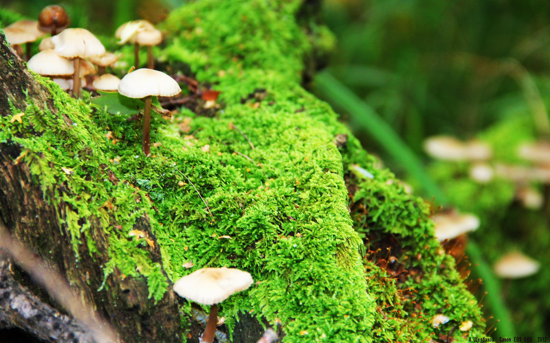 Kaiyun(中国)开云-美洲杯明星狂欢：精彩表现引领潮流！，美洲杯有哪些明星