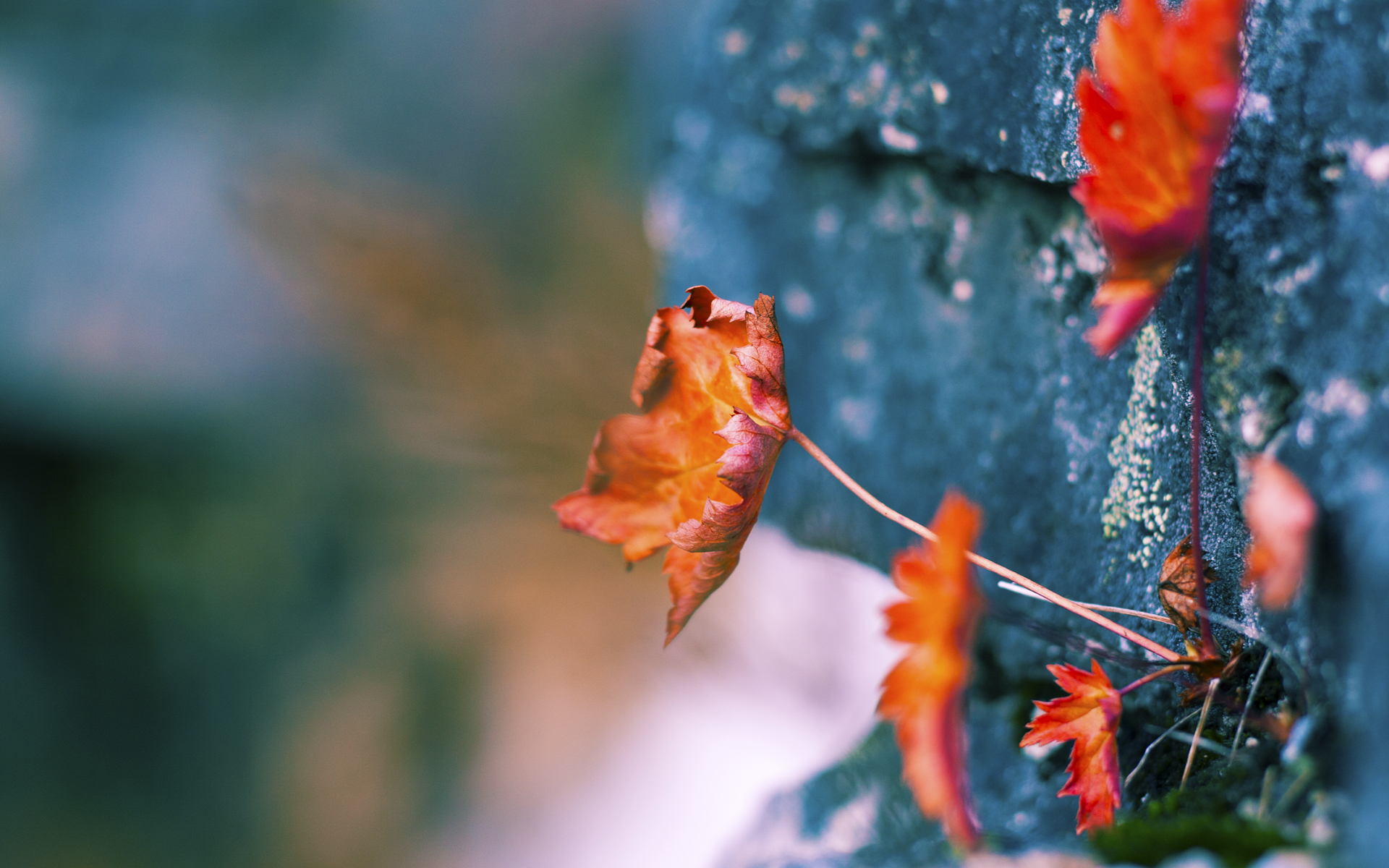 开云官网-萨默·麦金托什后程加速逆转对手夺金，麦金托什海报